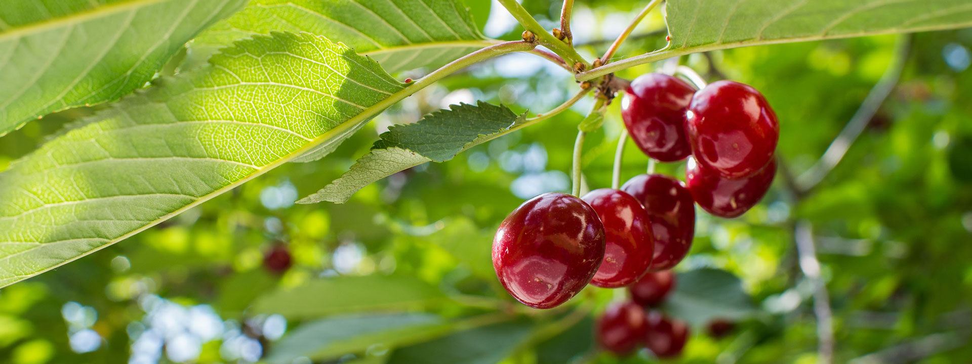 Гадавальнік пладовых дрэў